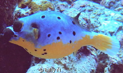 lonely puffer by Billy N 